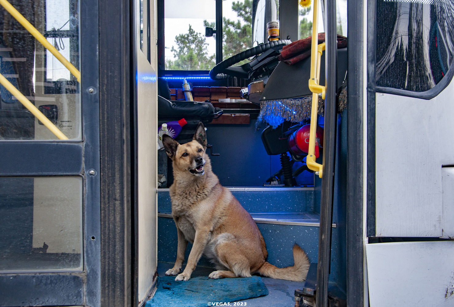Крымский троллейбус — Разные фотографии; Транспорт и животные